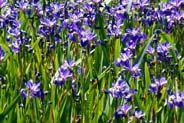 Irises - Purple Flowers -  Hebridean Wildflowers - Western Isles Flora