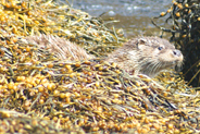 Otter  at Flodabay May 2010 - Isle of Harris 