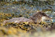 Photo of  Otter - Isle of Harris Wildlife Sightings