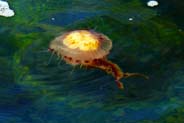 Jellyfish - Western Isles Marine Wildlife Sightings