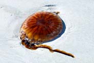 Jellyfish - Lewis - Western Isles