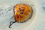Jellyfish - Hebrides