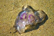 Hebridean Jellyfish Photos
