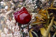 Sea Anemone - Western Isles Marine Wildlife Sightings