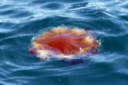 Jellyfish - Hebrides