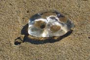 Jellyfish  - Western Isles