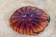 Jellyfish - Lewis - Western Isles