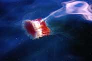 Jellyfish - Western Isles Marine Sightings 
