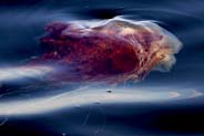Jellyfish near Keose - Lochs 