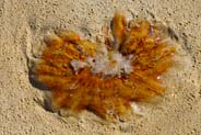 Orange Jellyfish -  Marine Wildlife Sightings - Isle of Lewis