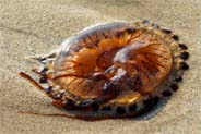Tolsta Beach - A Jellyfish - Western Isles