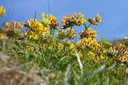 Kidney Vetch - Yellow Hebrides Flowers