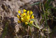 Kidney Vetch -  Hebrides Flowers