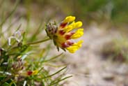 Kidney Vetch - Western Isles Flora