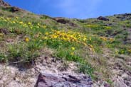 Kidney vetch - Yellow and Red  Hebrides Flowers