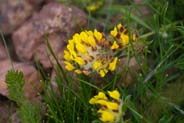 Kidney Vetch Flowers -  Yellow - Red  Hebridean Wildflowers - Western Isles Flora