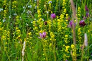 Ladies Bedstraw - Yellow  Hebrides Flowers