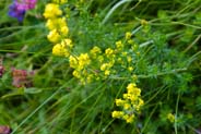 Ladies Bedstraw - Western Isles Flora