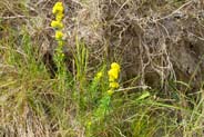 Ladies Bedstraw -  Hebridean Wildflowers - Western Isles Flora