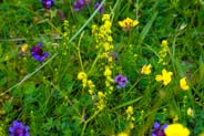 Ladies Bedstraw- Yellow  Hebrides Flowers