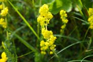 Yellow Wildflowers- Ladies Bedstraw - Western Isles Flora