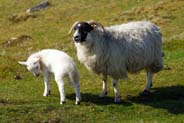 Lamb and It's Mum - Western Isles Photos