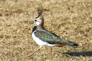 Lapwing -Isle of Harris - the outer hebrides