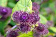 Lesser Burdock - Hebrides Flowers