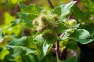 Lesser Burdock - wildflowers  - Hebrides Flora