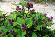 Lesser Burdock - Western Isles Flora