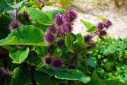 Lesser Burdock -  Hebrides Flowers
