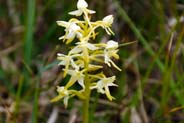 Yellow - Cream Wildflowers - Western Isles - Lesser Butterfly Orchid