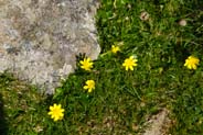 Lesser Celandine -  Hebrides Flowers