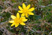Lesser Celandine - Western Isles Flora
