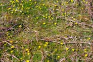 Lesser Celandine - Tiny Yellow Henridean Wildflowers -  Western Isles Flora