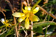 Lesser Celandine - Hebrides Flowers