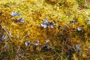 Dog  Lichen -  Hebrides Flowers and Plants and Organisms