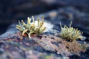 Grey Green Lichen - Western Isles Flora