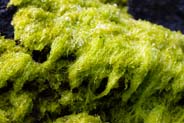 Seaweed or Lichen - Hebrides Plantlife