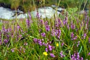 Ling Heather - Pink Hebrides Flowers