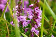 Ling Heather Flowers -  Pink - Lilac Hebridean Wildflowers - Western Isles Flora