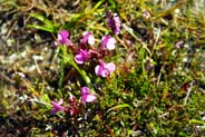 Lousewort - Pink Hebrides Flowers
