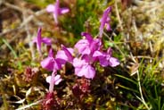 Lousewort - Pink Hebrides Wildflowers