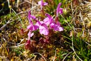 Lousewort -  Pink Hebrides Flowers