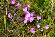 Lousewort - Pink Hebrides Flowers