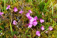 Lousewort - Hebrides Flowers