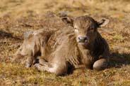 Calf -  Huisinis Road Isle of Harris