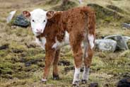 Calf - Western Isles Photos