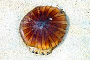 Tolsta Beach - A Jellyfish - Western Isles