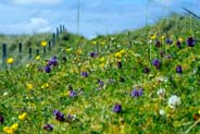 Machair -  Hebridean Wildflowers - Western Isles Flora